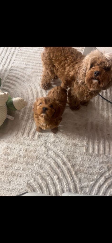 PRICE NEGOTIABLE FOR RIGHT FAMILY READY NOW Beautiful Cavapoo puppies 