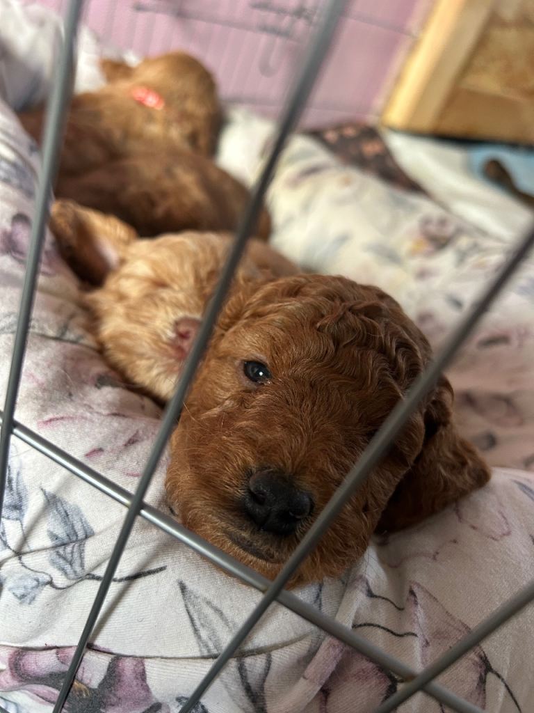 Cockapoo Puppys 