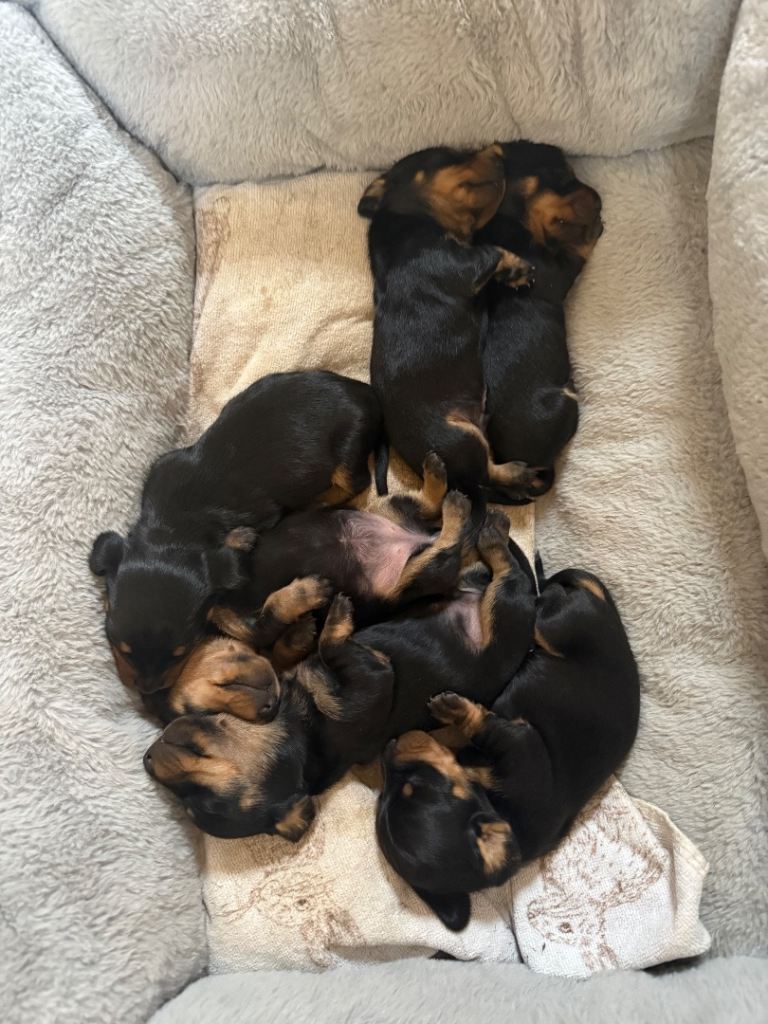 Miniature dachshunds