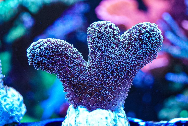 Purple Tinsel Pocillopora coral marine frag