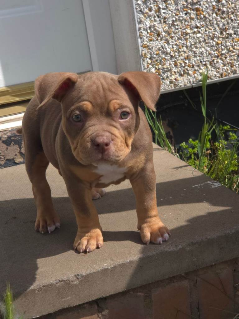 Pocket bully pup 
