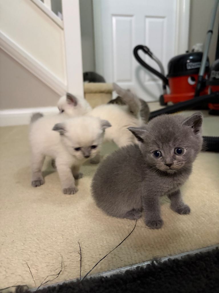 Bsh kittens 