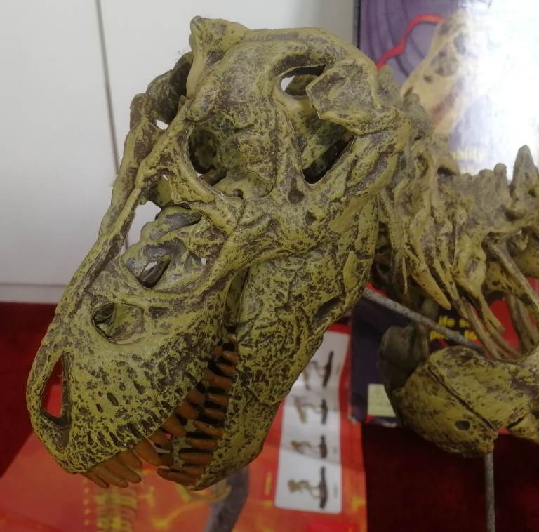 T-REX SKELETON 45"long Dinosaur Model kit 1/10 Scale Building STEM by B.C. Bones