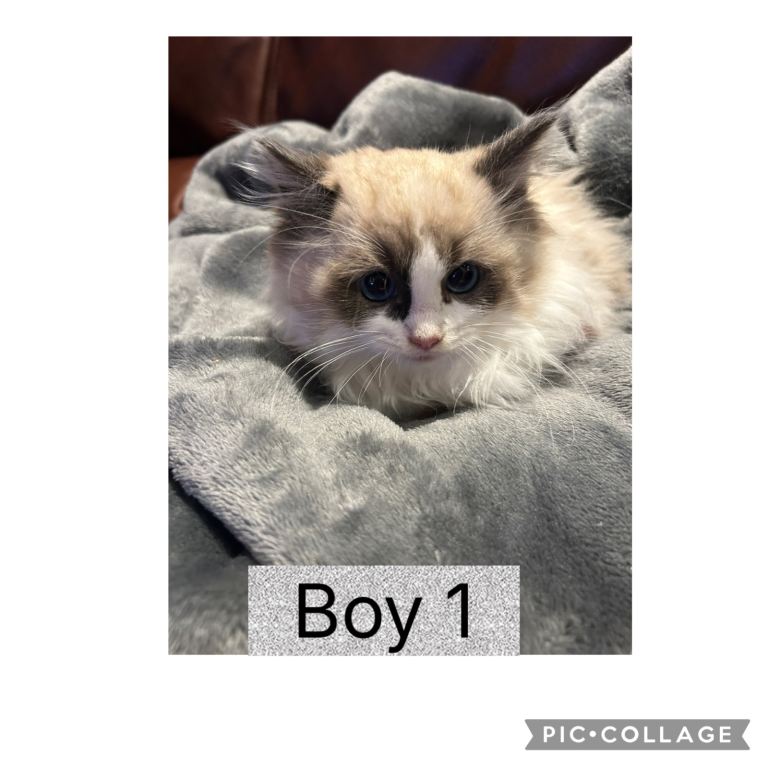 Ragdoll Kittens 