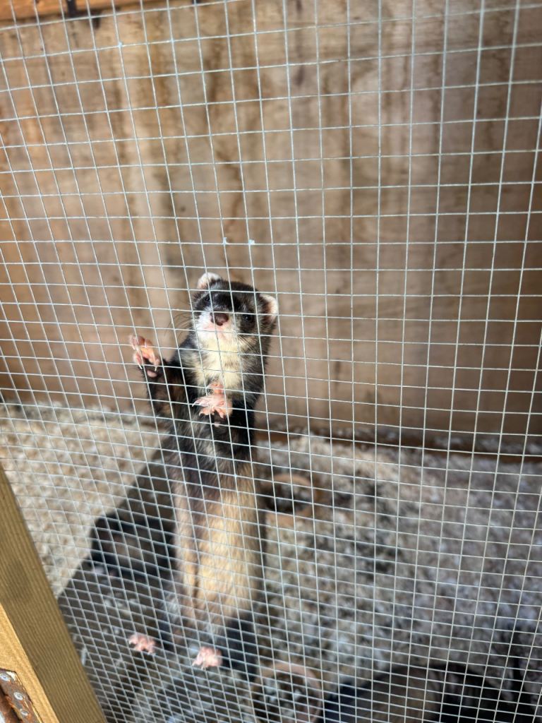 Friendly Ferret Looking for a New Home