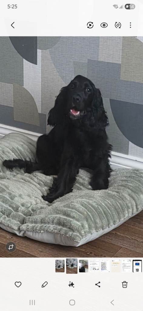 Cocker spaniel