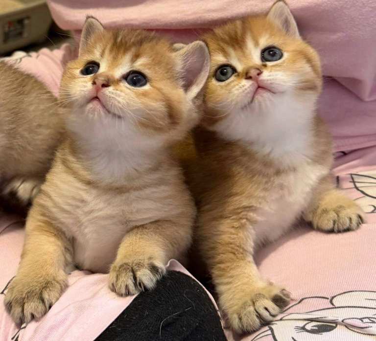 Golden British Shorthair kittens
