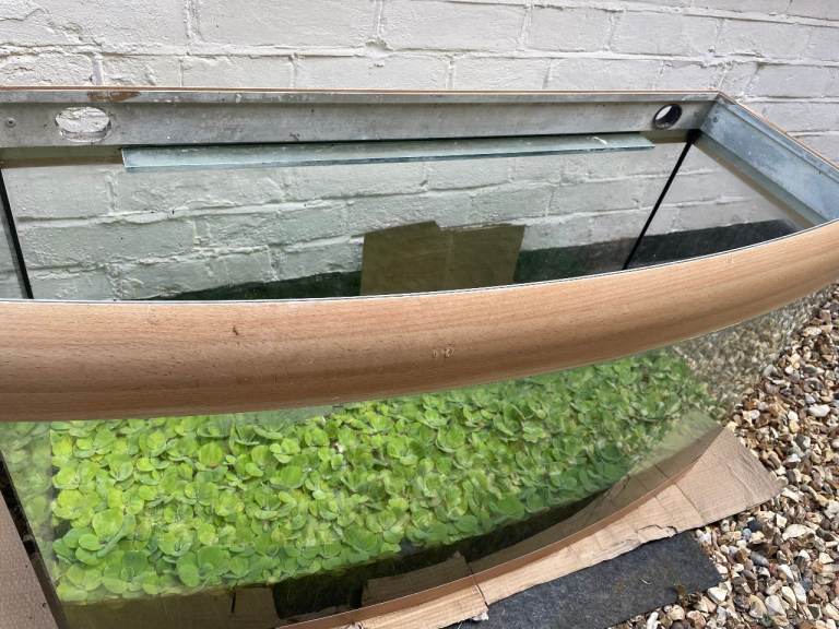 Bowed Glass Front - Aquarium Fish Tank with Trim – Good Condition