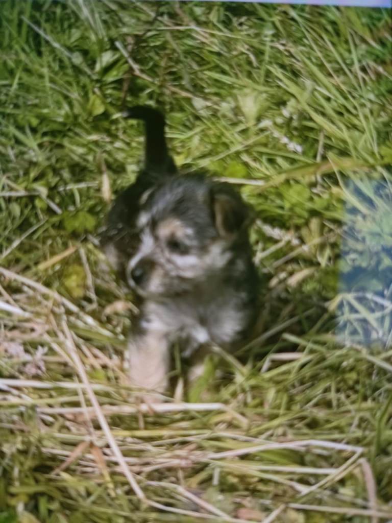 Jack russell small yorkshire x cross
