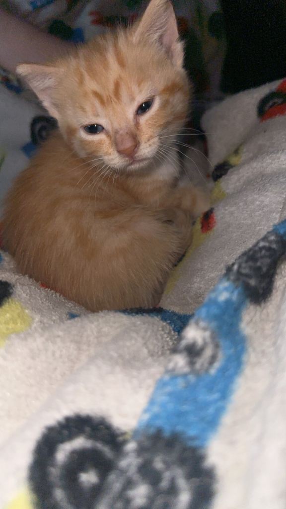 ginger & white kittens 