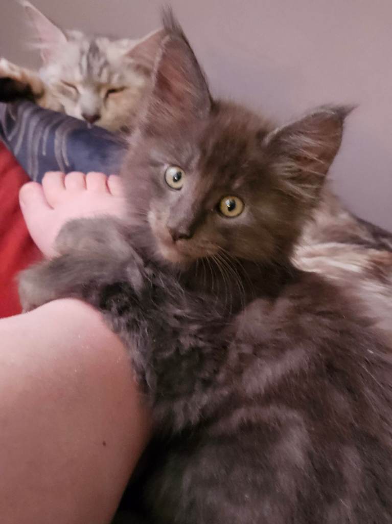 GCCF REGISTERED BLUE MAINE COONS
