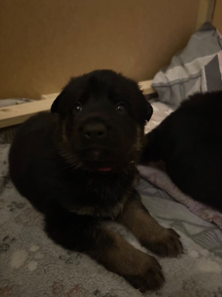 2 German shepherd KC registered bitches