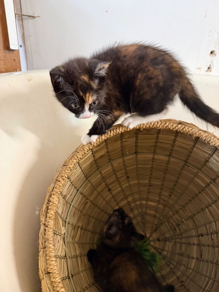Adorable Kittens
