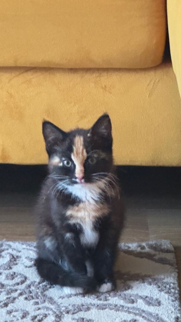 Beautiful Kitten female Looking for a Loving Home 🐾