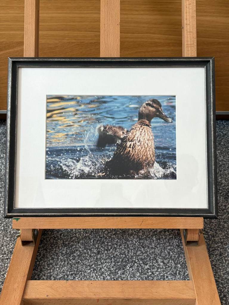 Duck splashing in water in quality black frame.