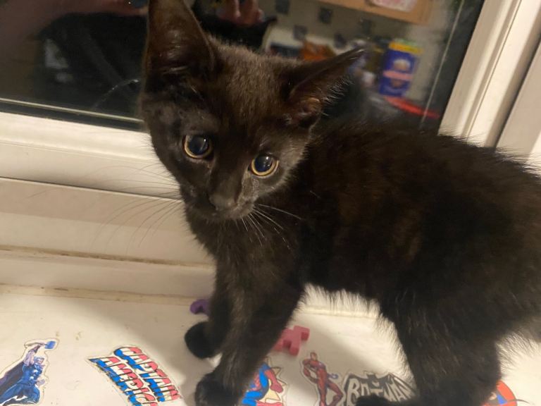 Black kittens  ready to go 