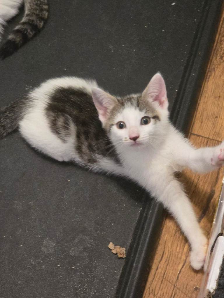 Kittens for sale