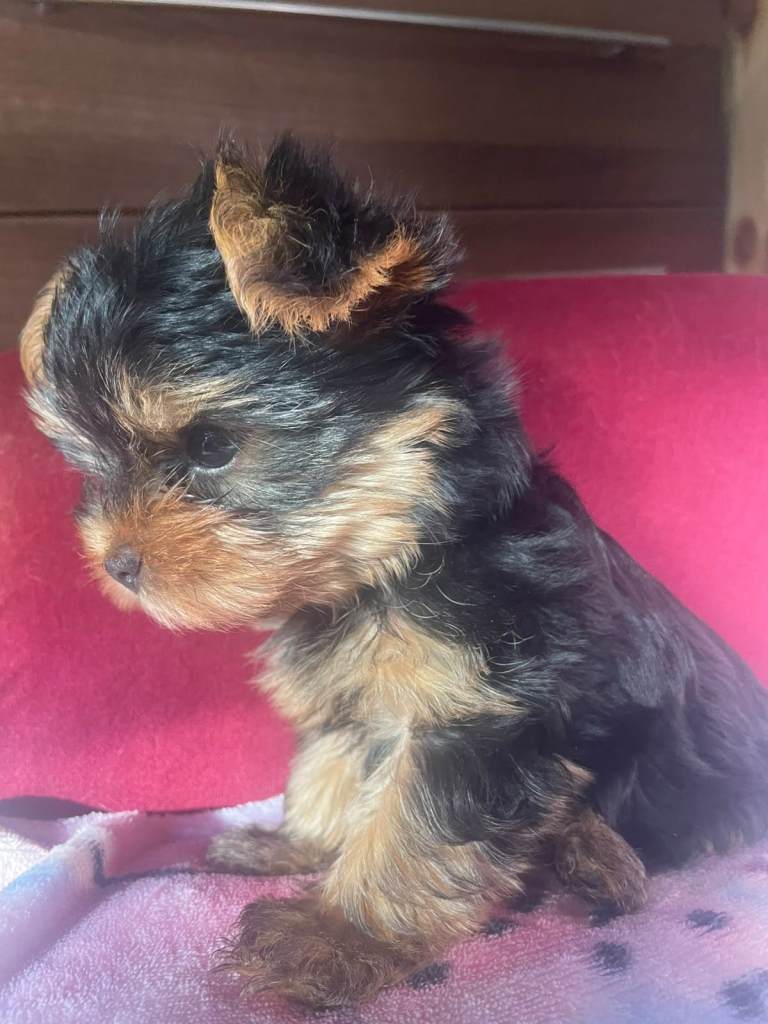 Pedigree Gorgeous Yorkshire Terrier Looking For Their Forever Homes READY NOW!!! 