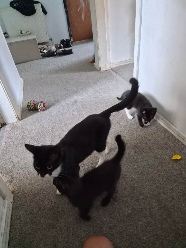 Kittens for sale