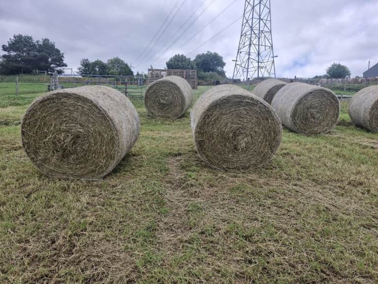 15  x 2nd year grass, round bales 
