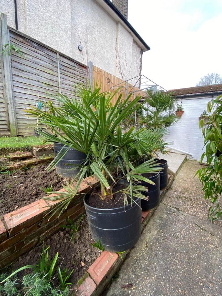 Gorgeous Trachycarpus Fortunei in large pots all potted up