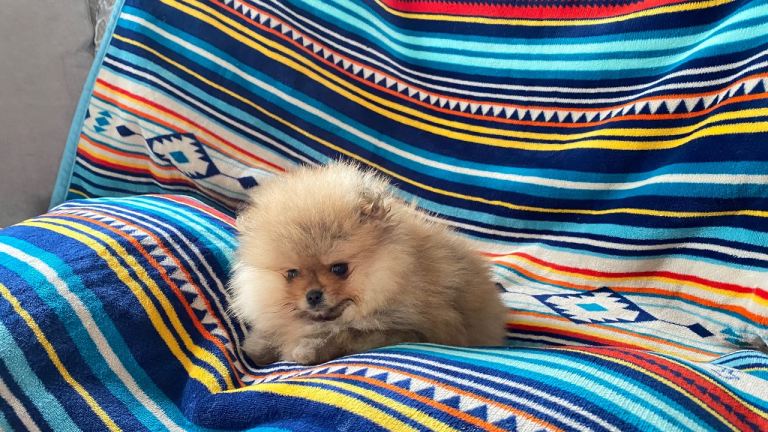 Pomaranian boy puppy for sale 