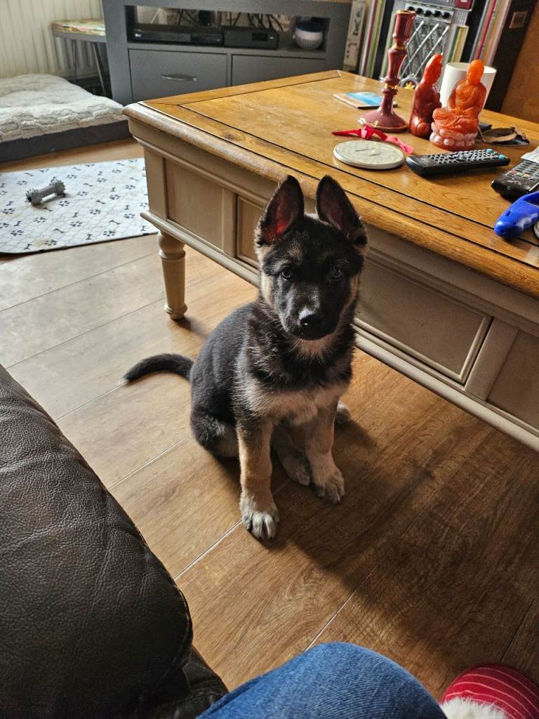 German Shepherd x Husky