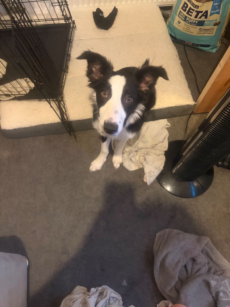 7 month old male border collie puppy 