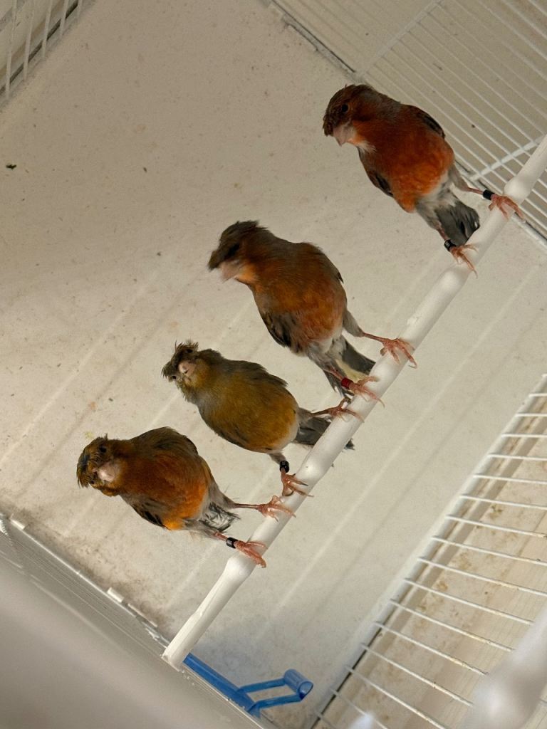 Canary birds for sale 