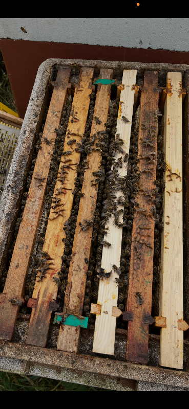 Bee nuc 