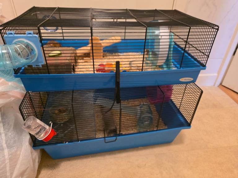 Syrian Hamster with large cage 