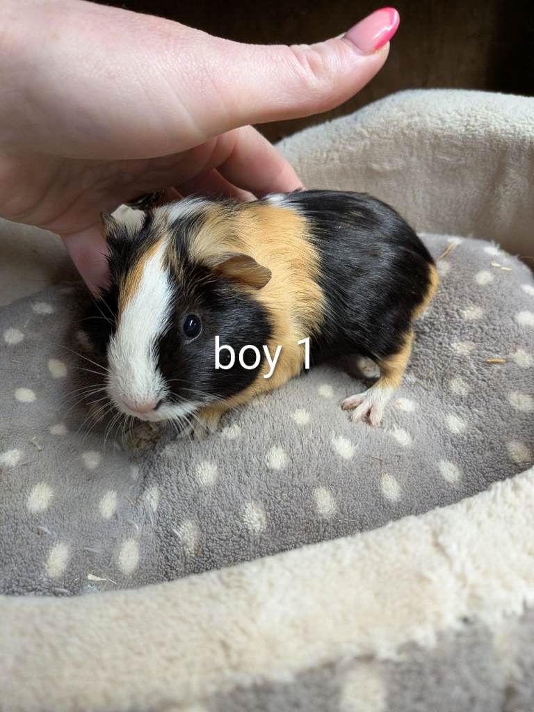 Baby guinea pigs