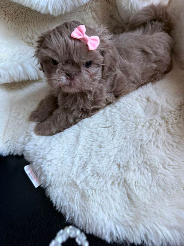 Imperial shih tzu pups 2girls 3boys