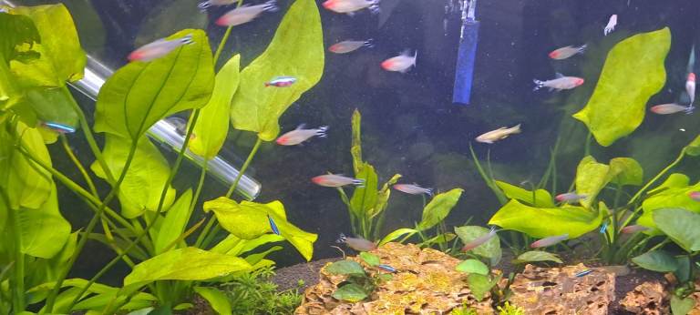 Complete contents of aquarium 