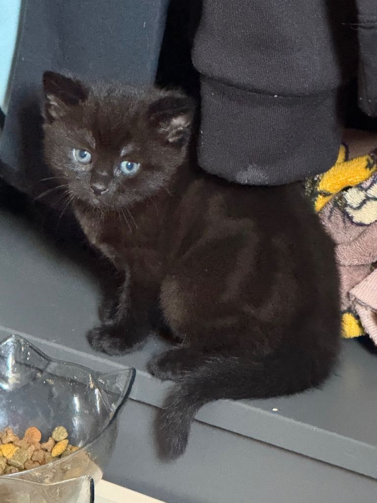Black-chocolate Kitten🐾🤎
