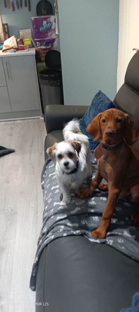 Hungarian viszla puppy 