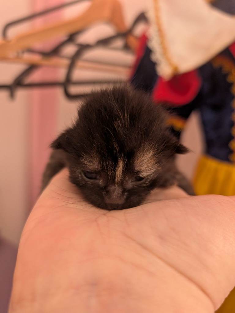 Beautiful babies born on Valentine's Day  one girl left