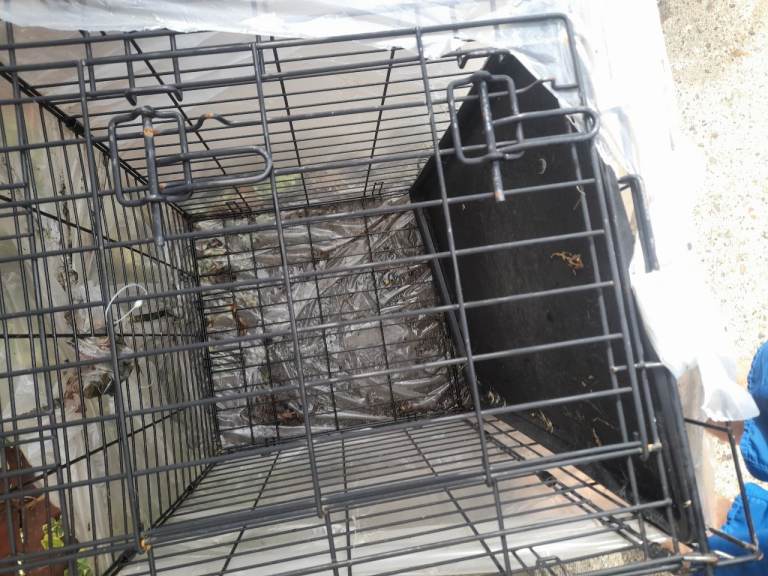 Dog cage 