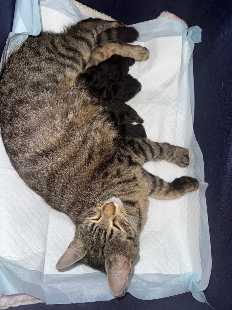 Kittens 