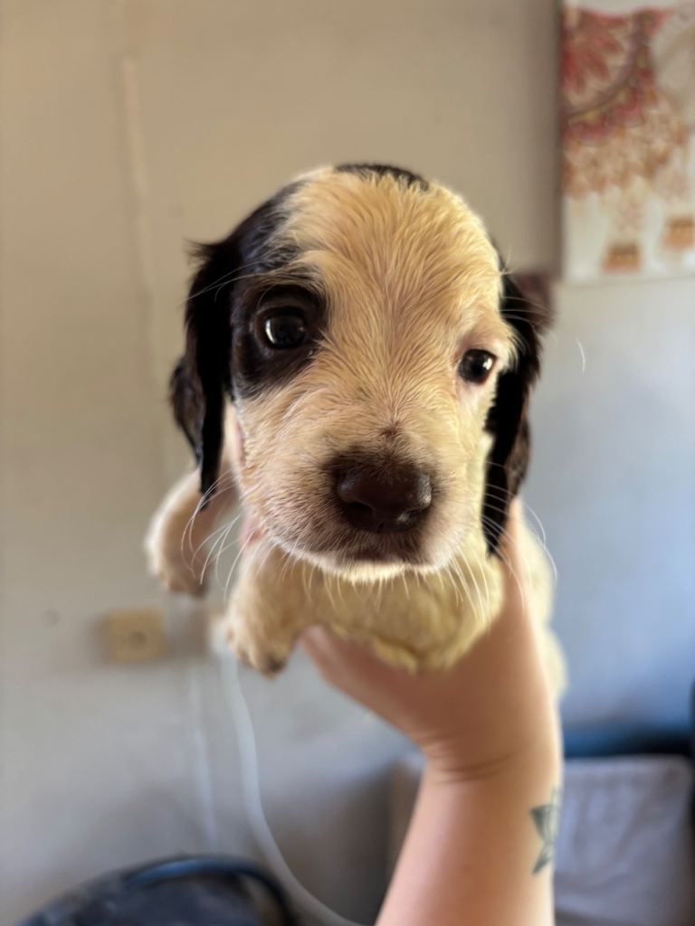 cocker spaniel puppy for sale