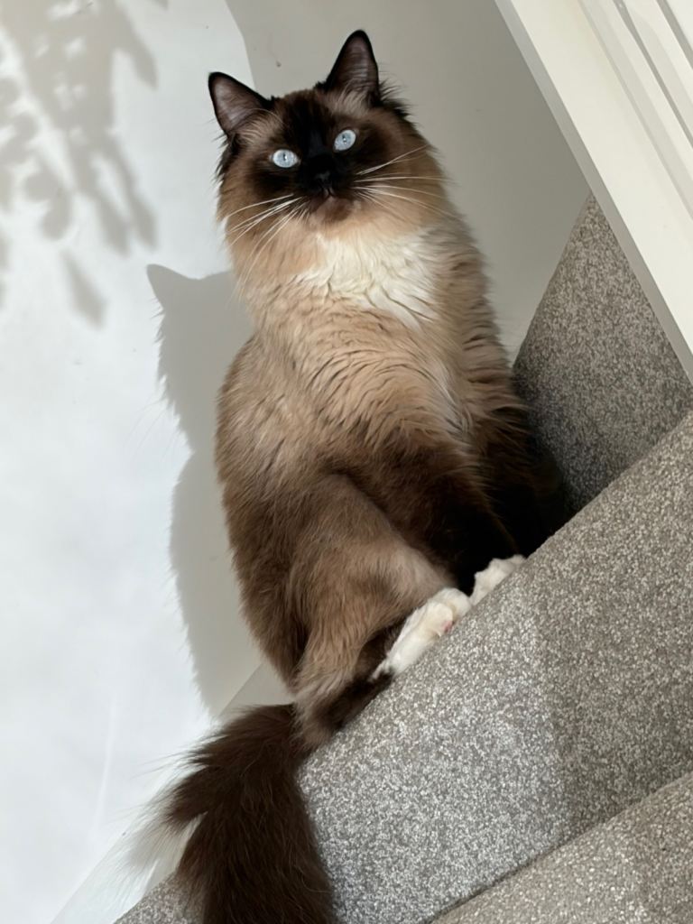 2 ragdolls 