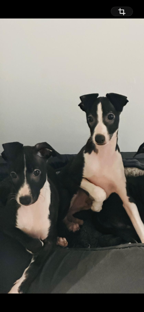 2 gorgeous boy Italian greyhounds 