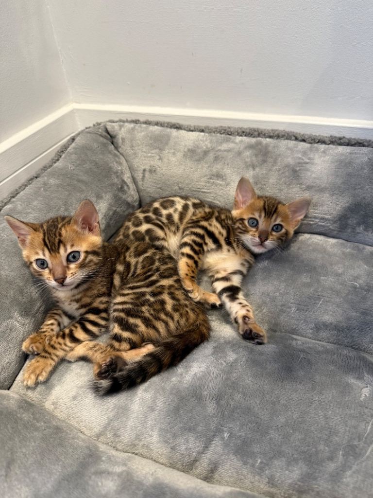 TIKA registered Pure Bengal (female) Kittens