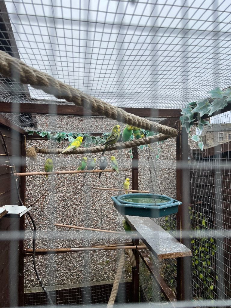 Budgies and equipment for sale.