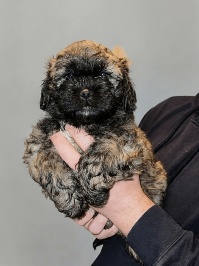 Shihtzu mixed with cavapoo puppy