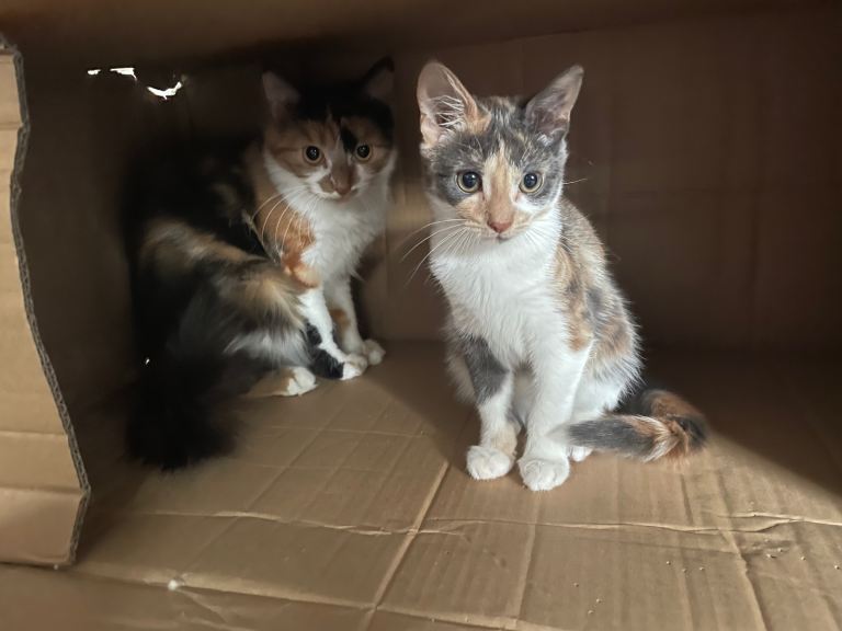 Two cats