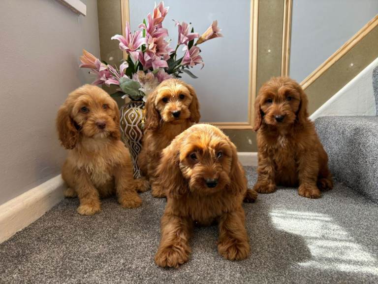 Cockapoo Girls Fully Vaccinated, Ready Now