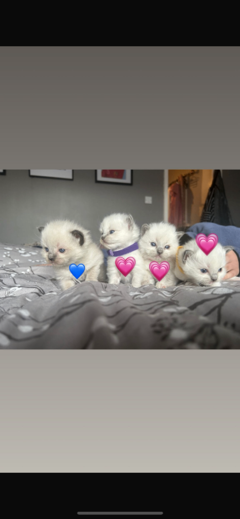 Pure breed RagDoll kittens 