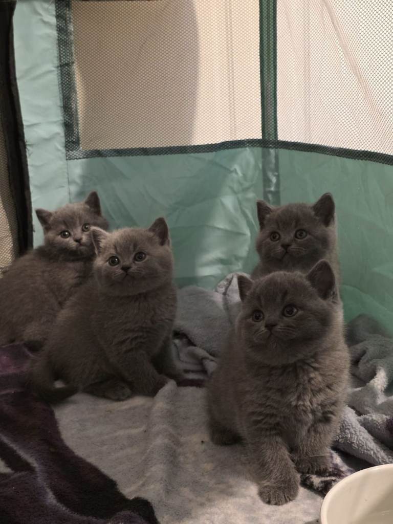 British Shorthair Kittens
