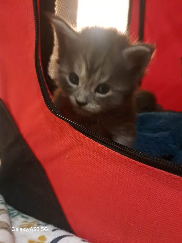 GCCF REGISTERED BLUE MAINE COONS